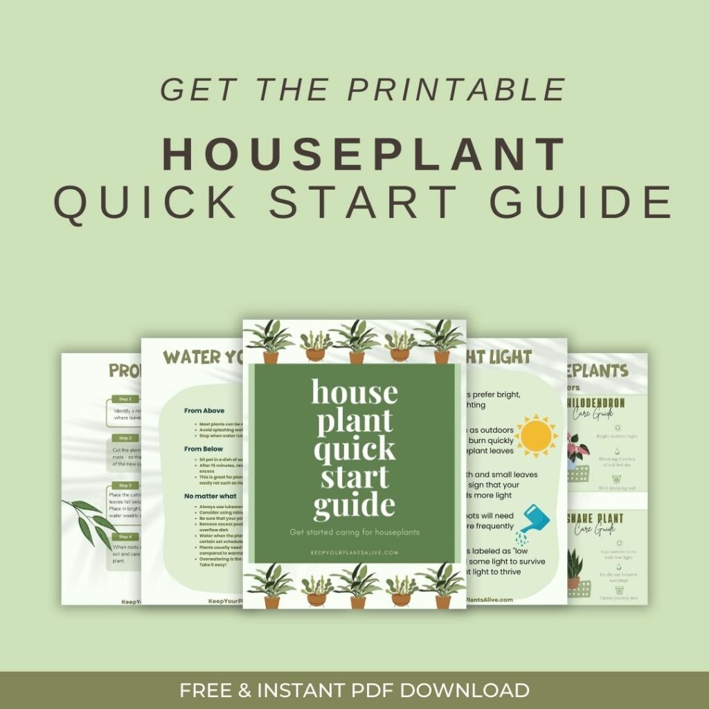 printable houseplant quick start guide