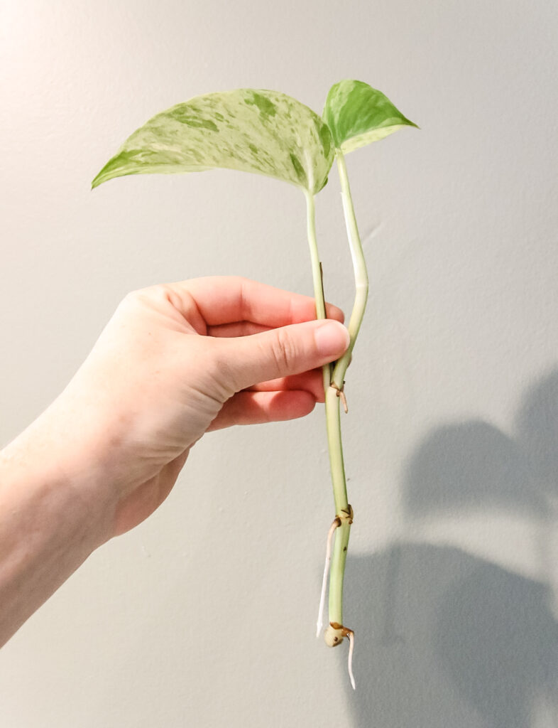 snow queen pothos cutting