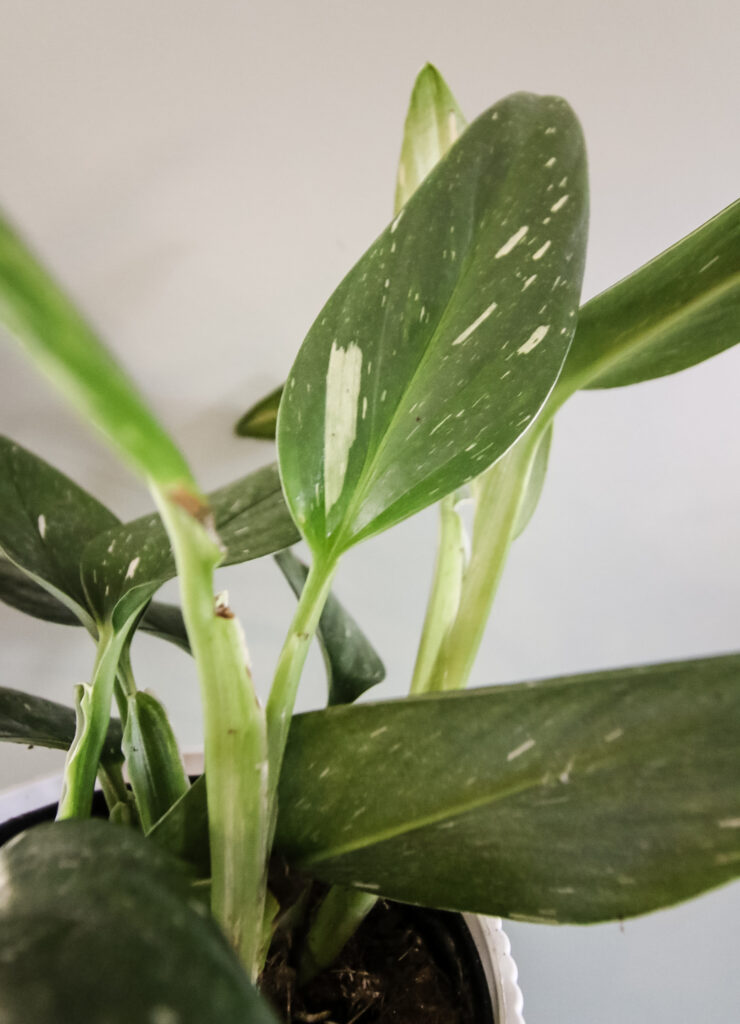 Monstera Standleyana