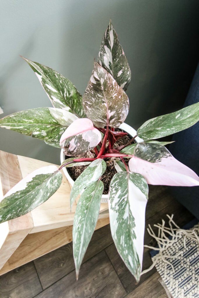 Pink Princess Philodendron Plant