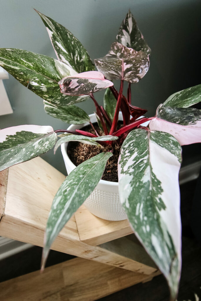 Pink Princess Philodendron Plant