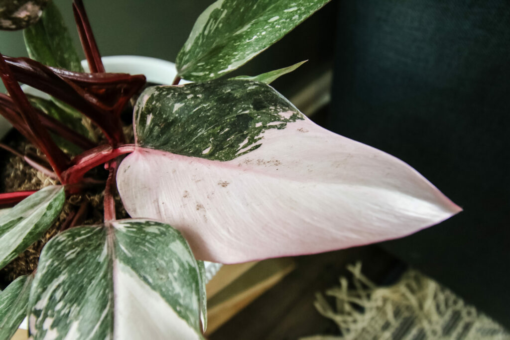 Pink Princess Philodendron Plant