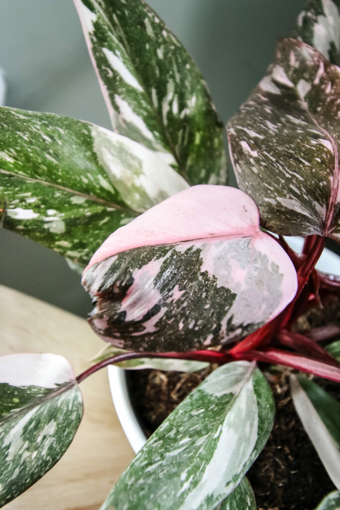 Pink Princess Philodendron Plant