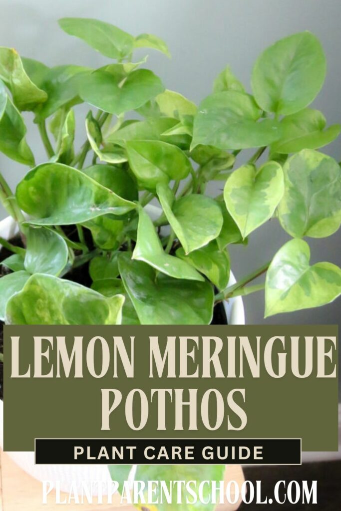 Lemon Meringue pothos care guide