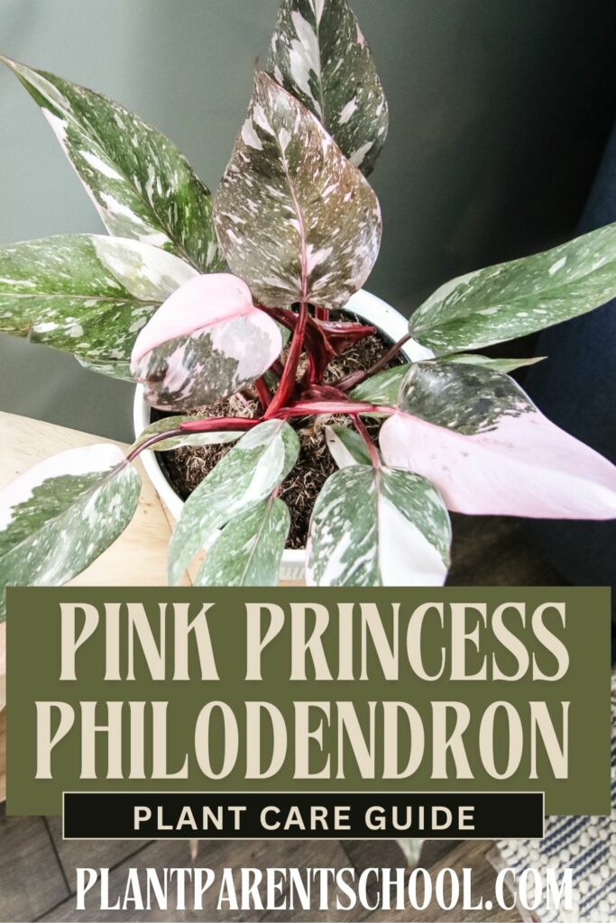 Pink Princess Philodendron Plant Care Guide