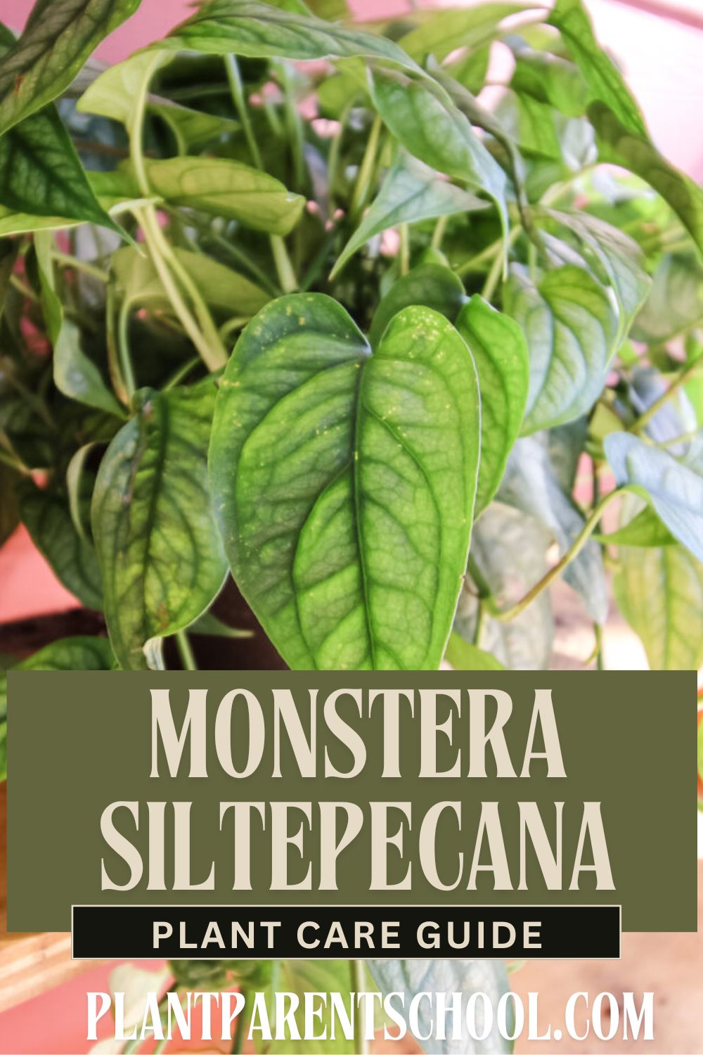 Monstera Siltepecana