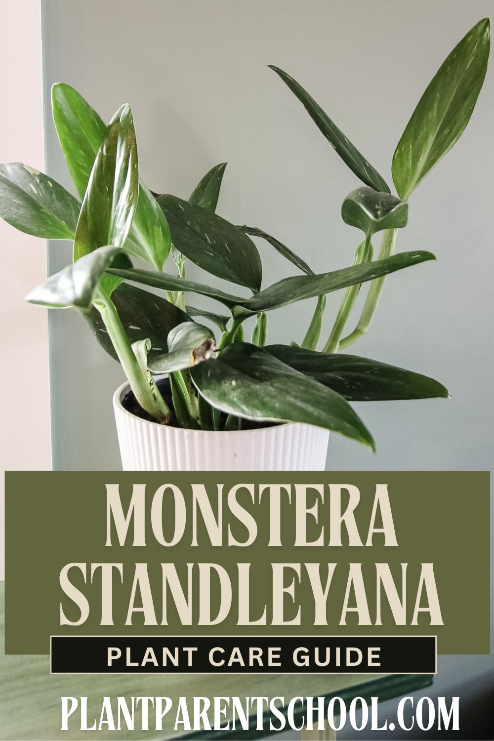 Monstera Standleyana