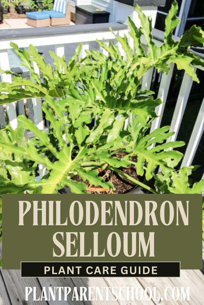 Philodendron Selloum care guides