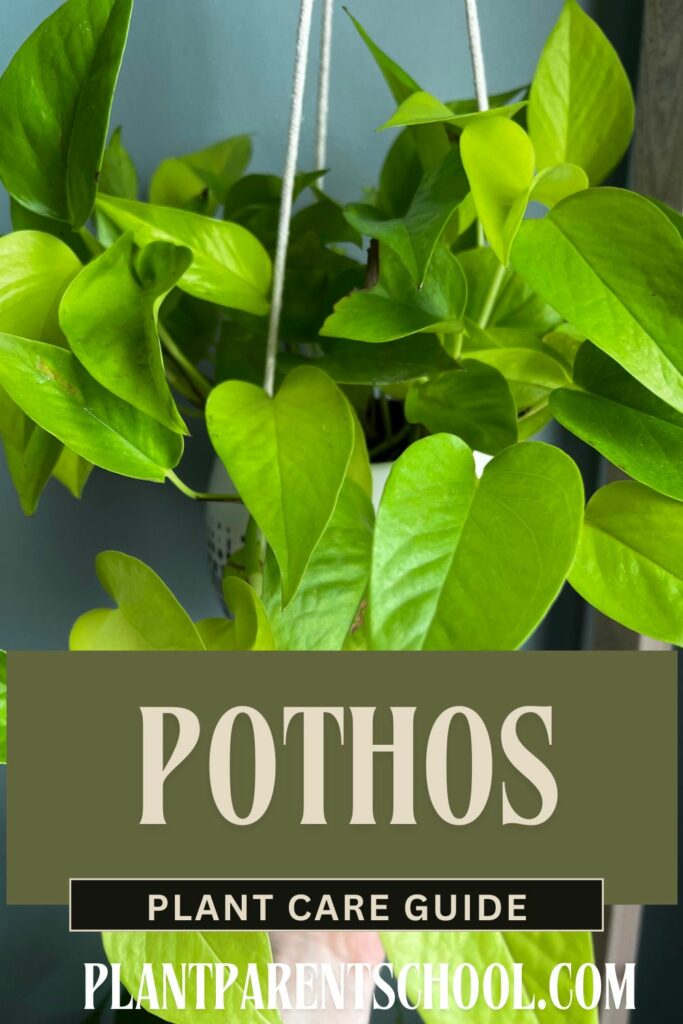 pothos plant care guide