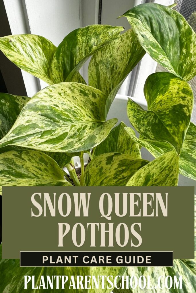 snow queen pothos care guide