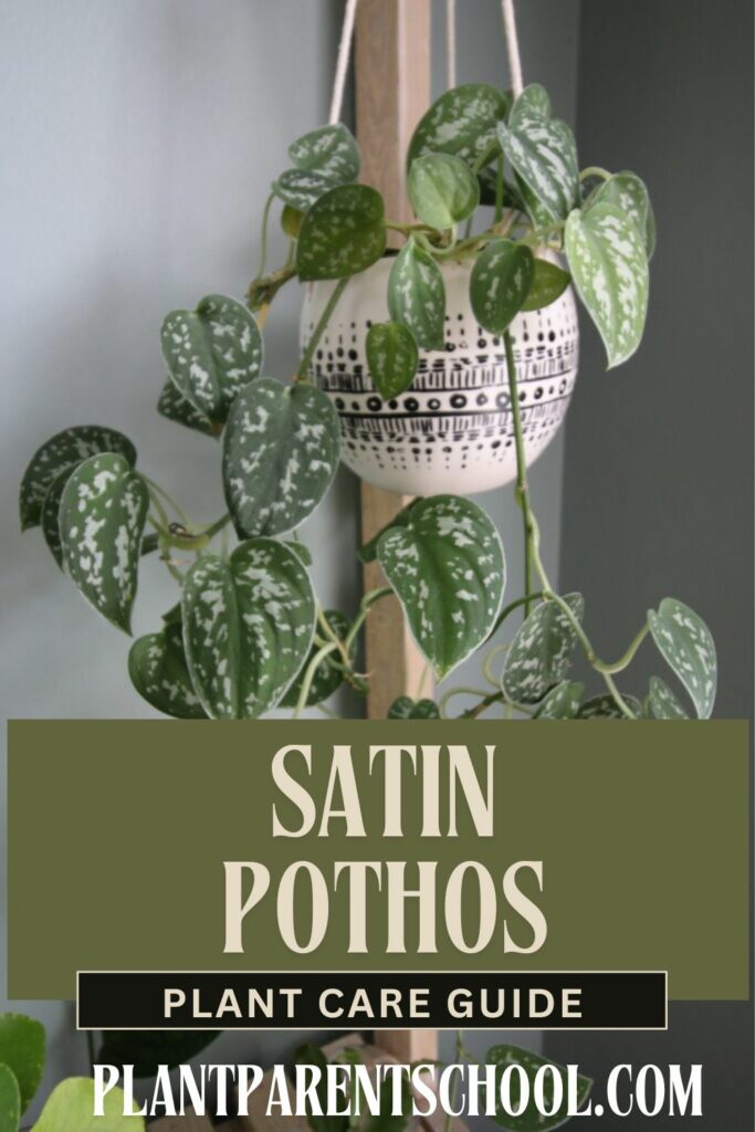 satin pothos plant care