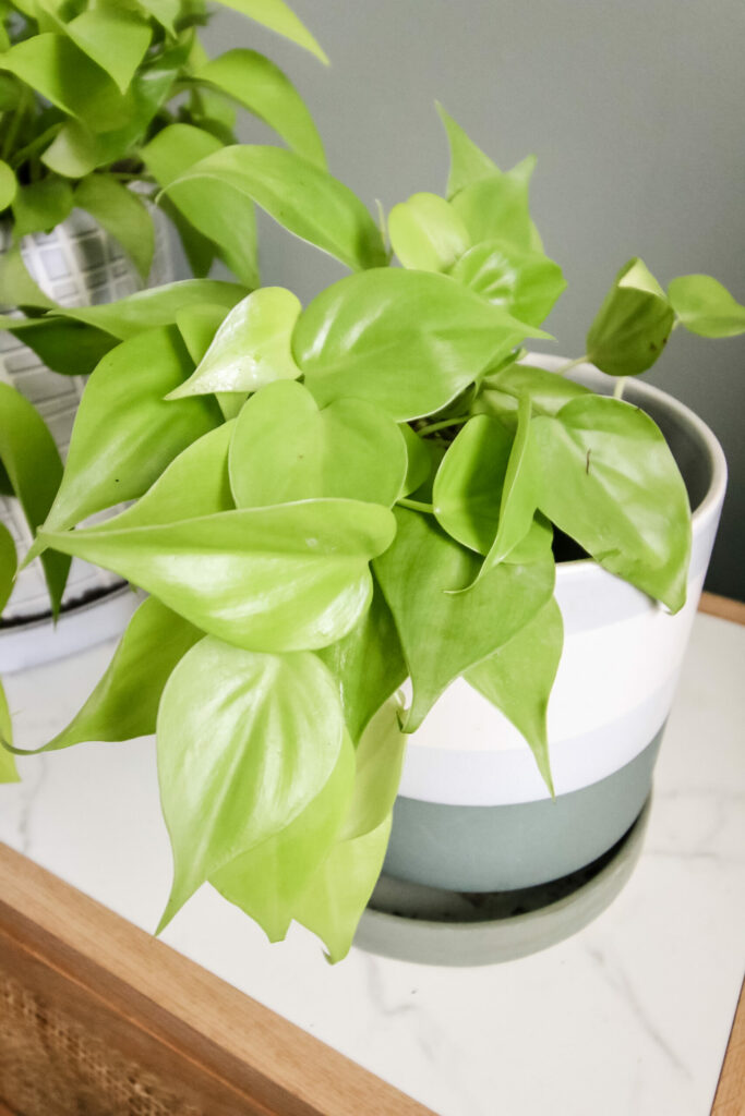 Lemon Lime Philodendron