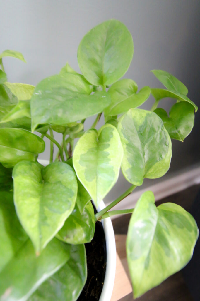 lemon meringue pothos