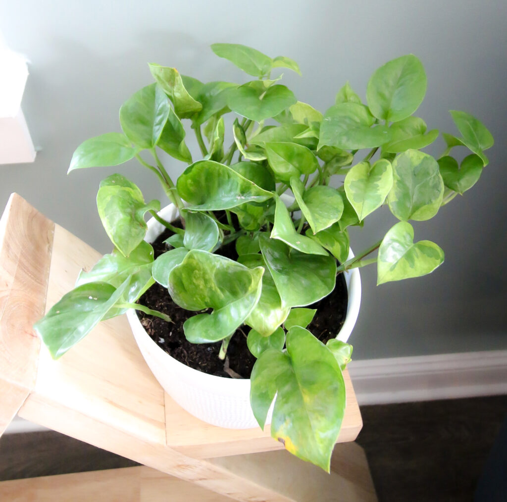 lemon meringue pothos