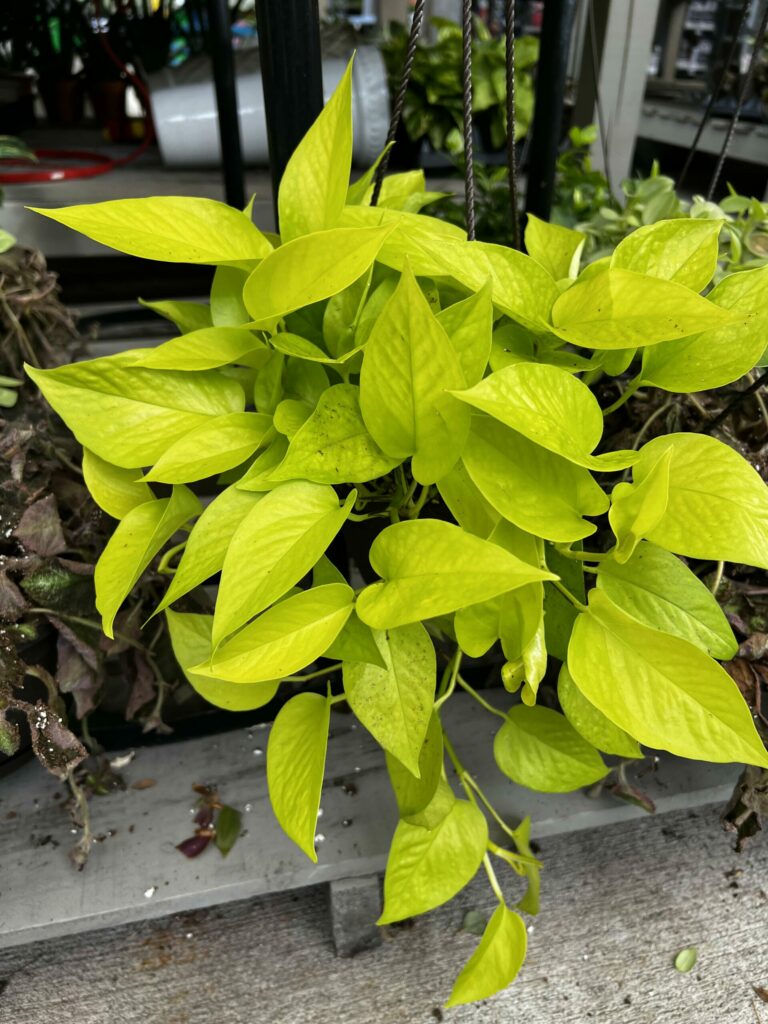 neon pothos