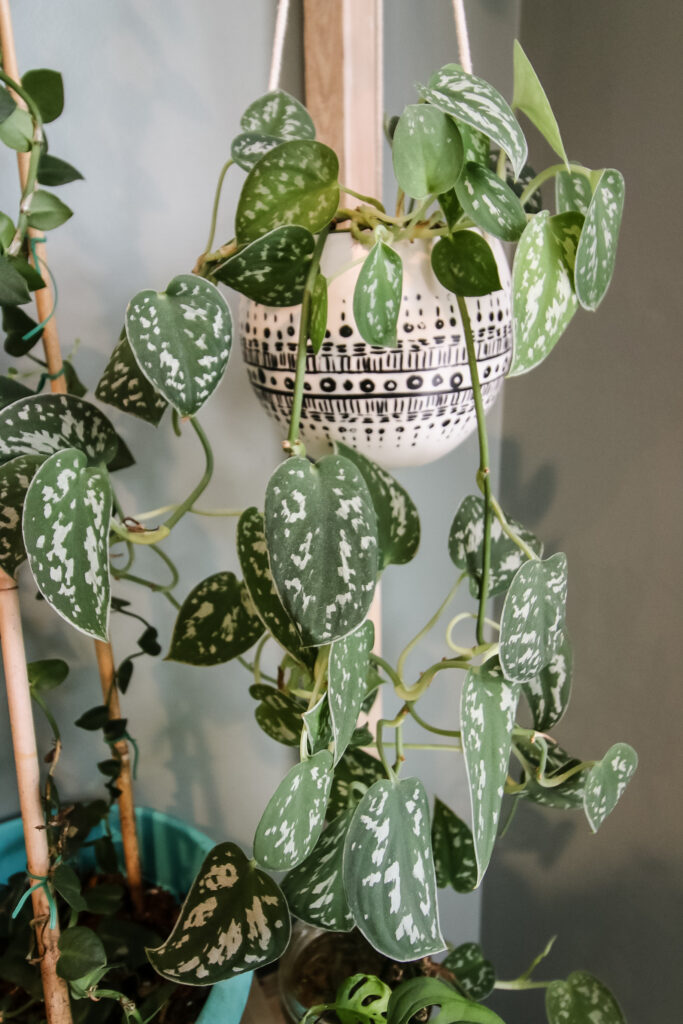 satin pothos plant