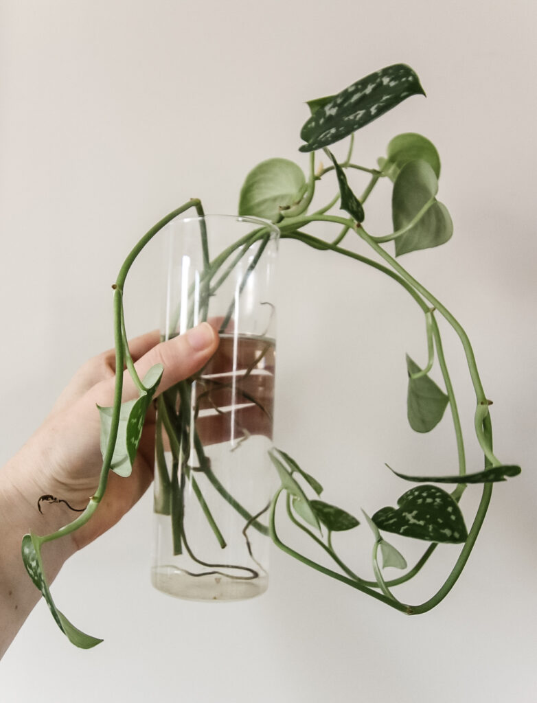 satin pothos plant