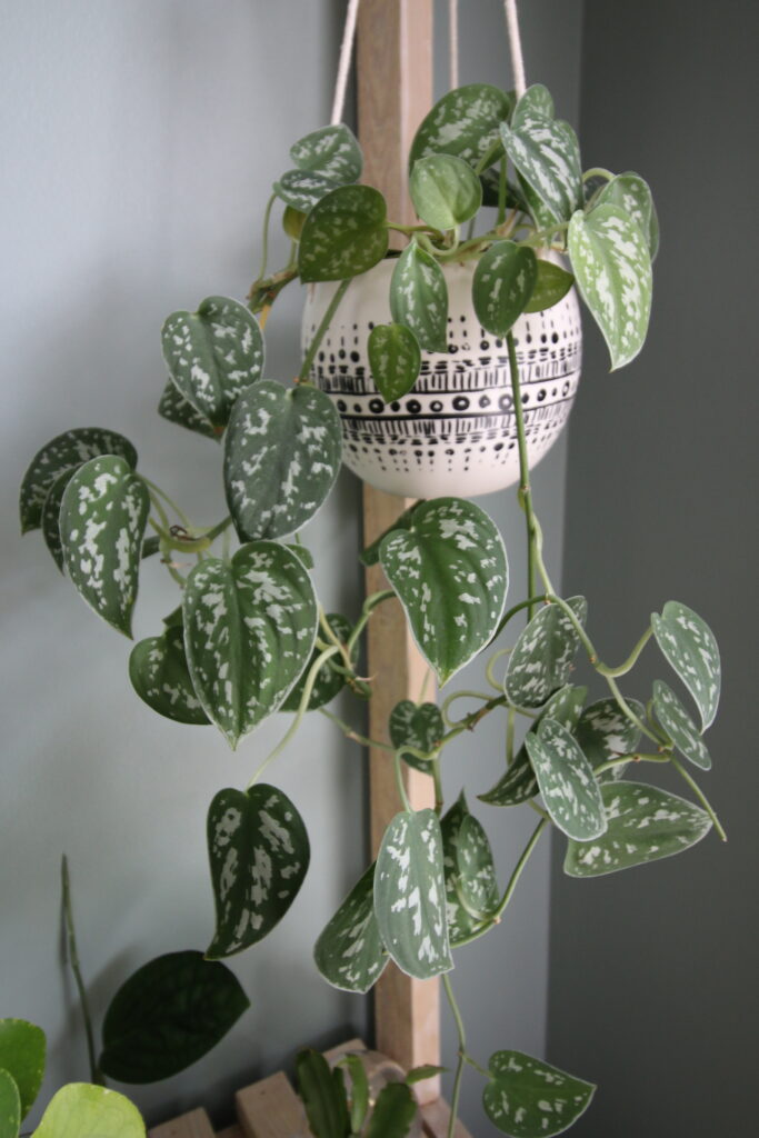 satin pothos plant