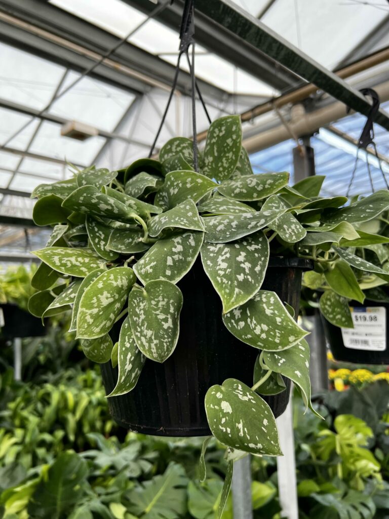 silver satin pothos