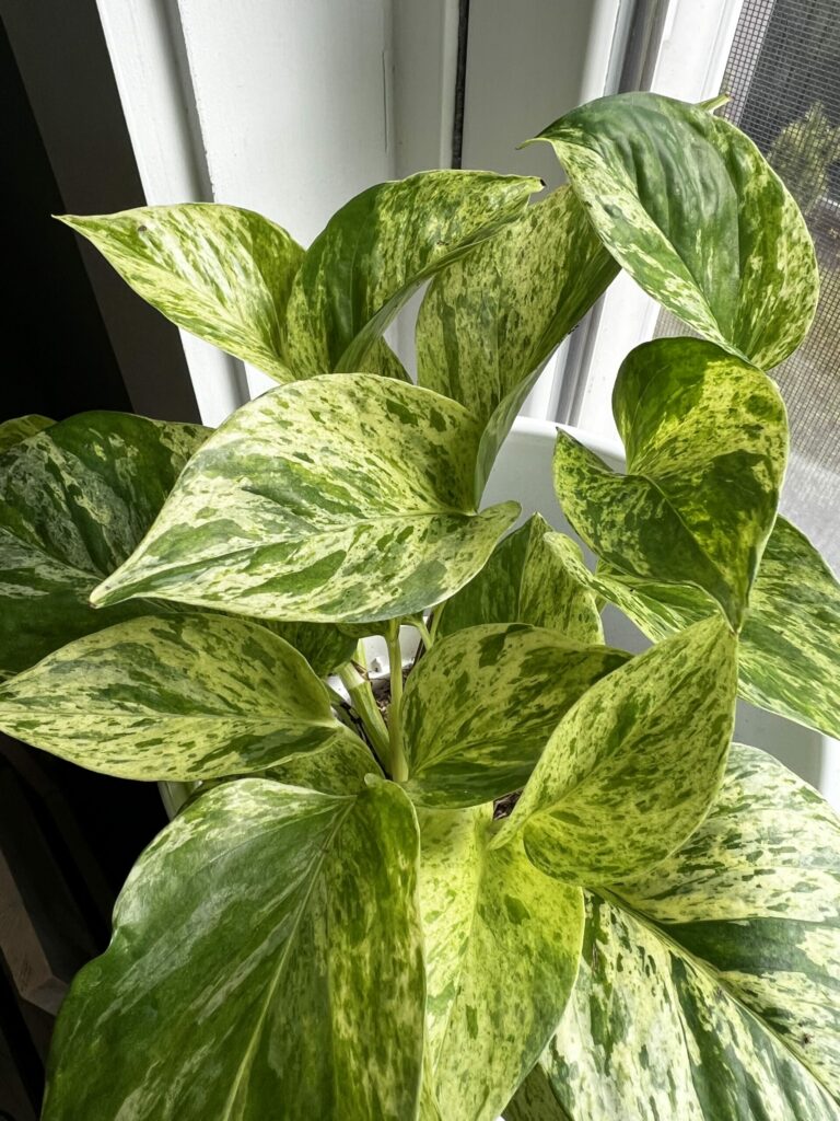 snow queen pothos