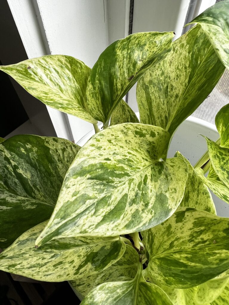 snow queen pothos