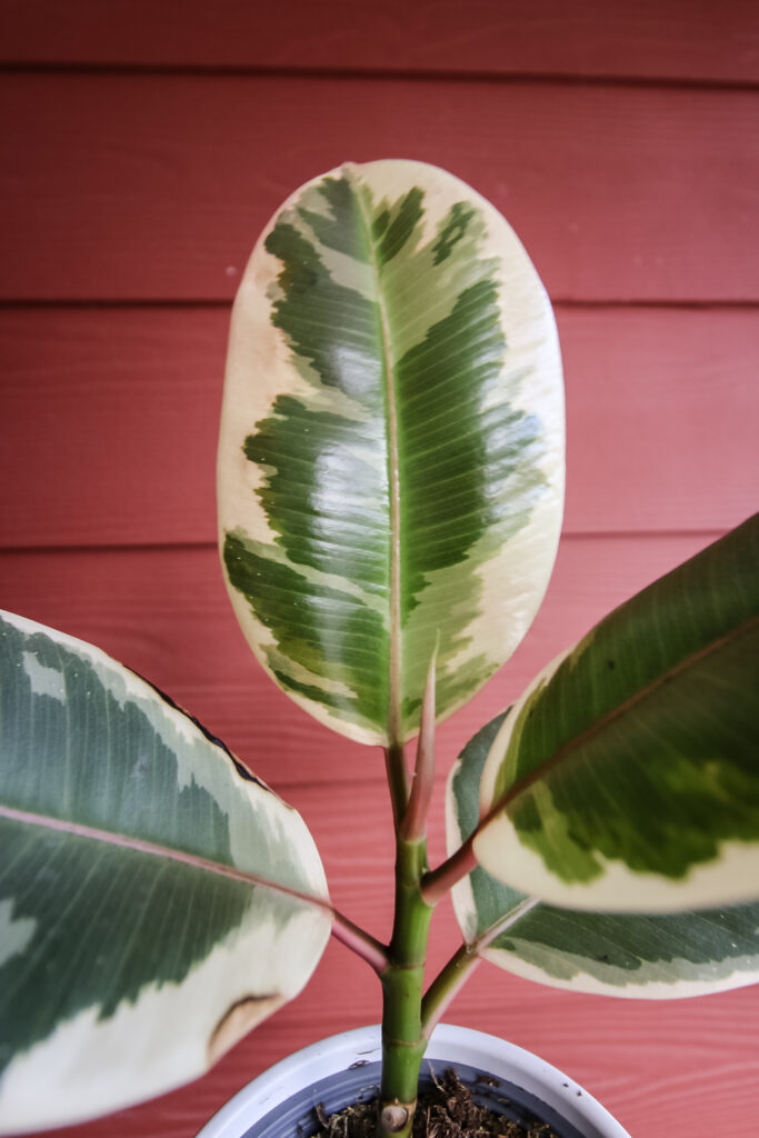 variegated rubber plant.