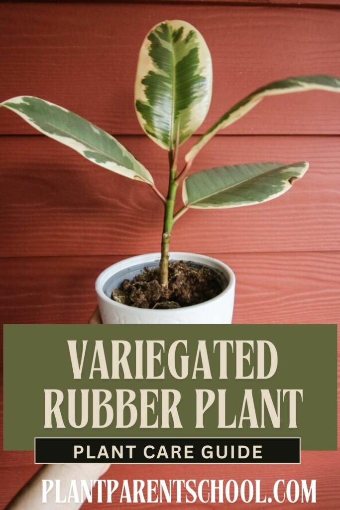 variegated rubber plant plant care guide