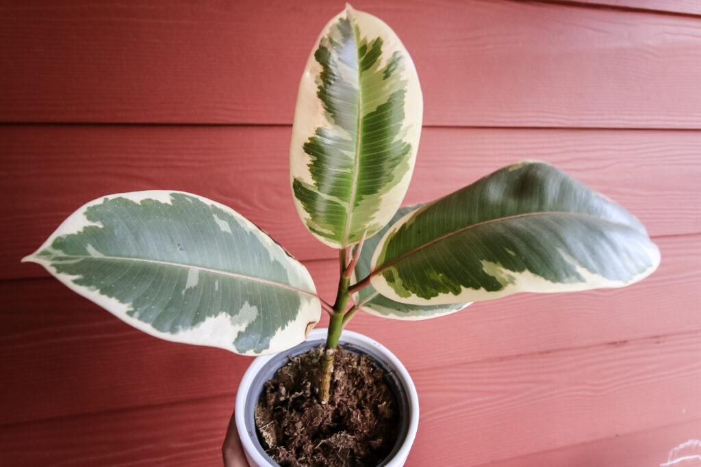 variegated rubber plant.