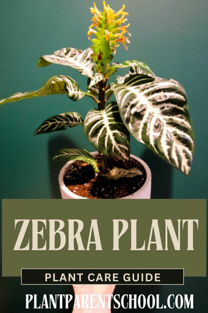 Zebra Plant Care Guide