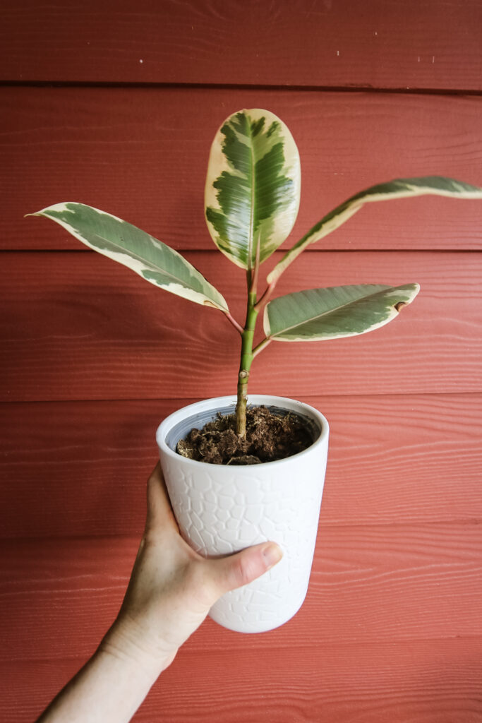 variegated rubber plant.