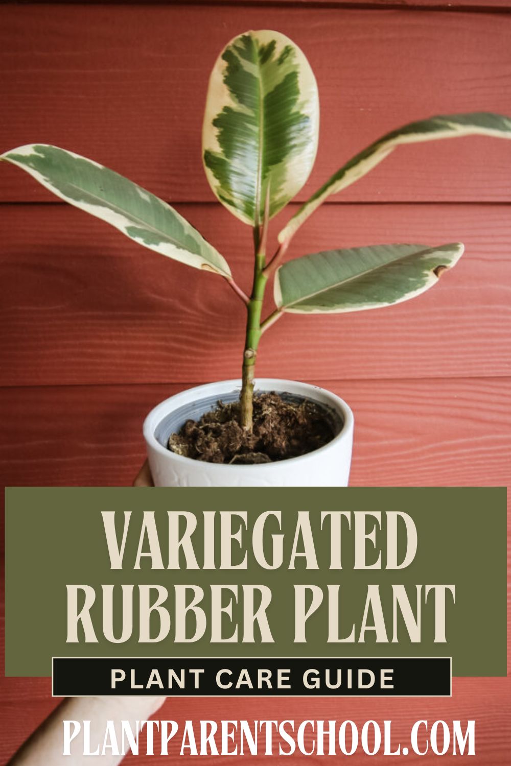 Variegated Rubber Plant Care Guide post thumbnail image