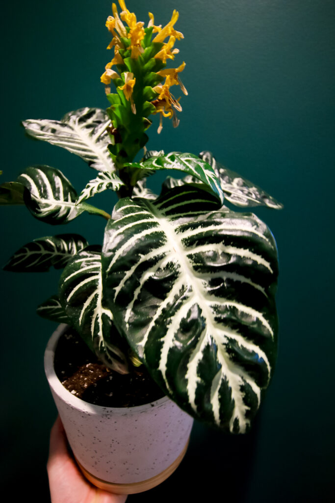 zebra plant