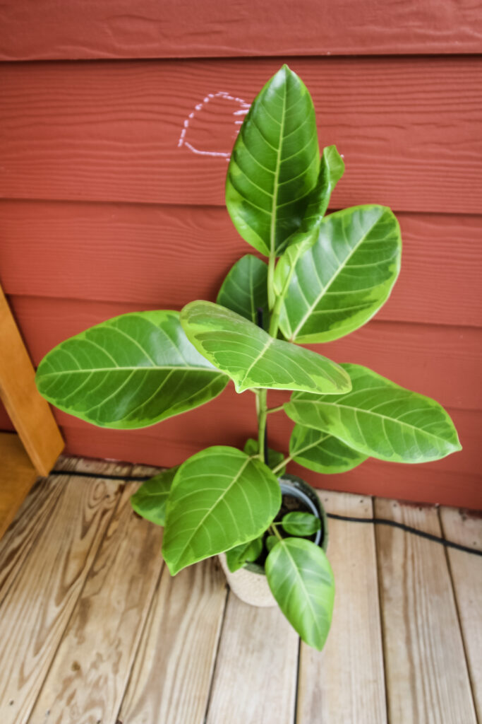 Ficus Altissima little gem