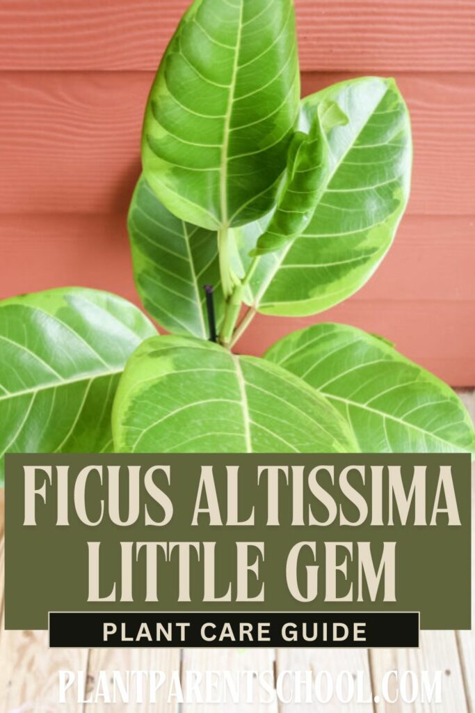 Ficus Altissima little gem (1)