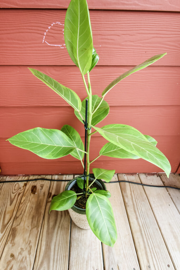 Ficus Altissima little gem