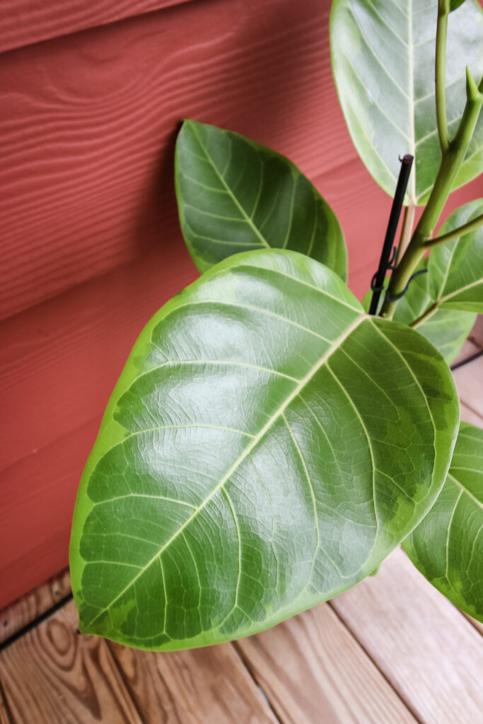 Ficus Altissima little gem