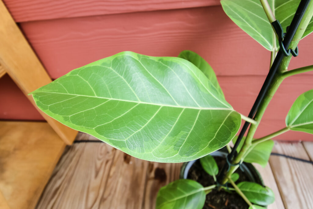 Ficus Altissima little gem