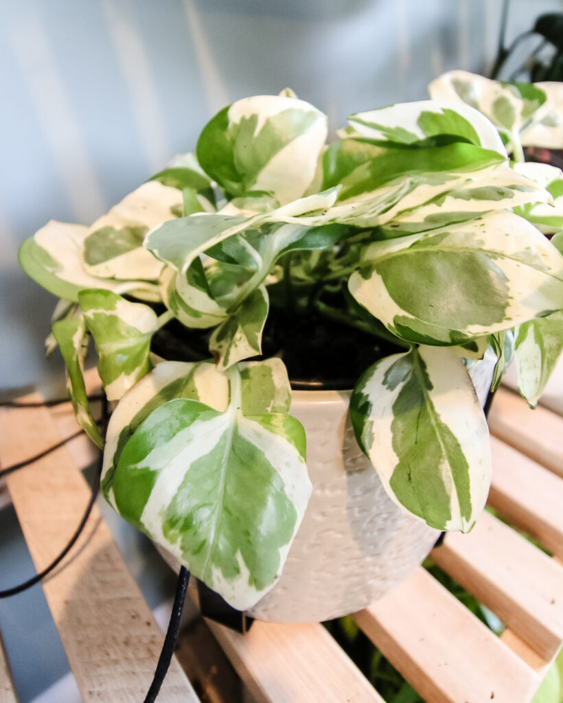 NJoy Pothos Care Guide