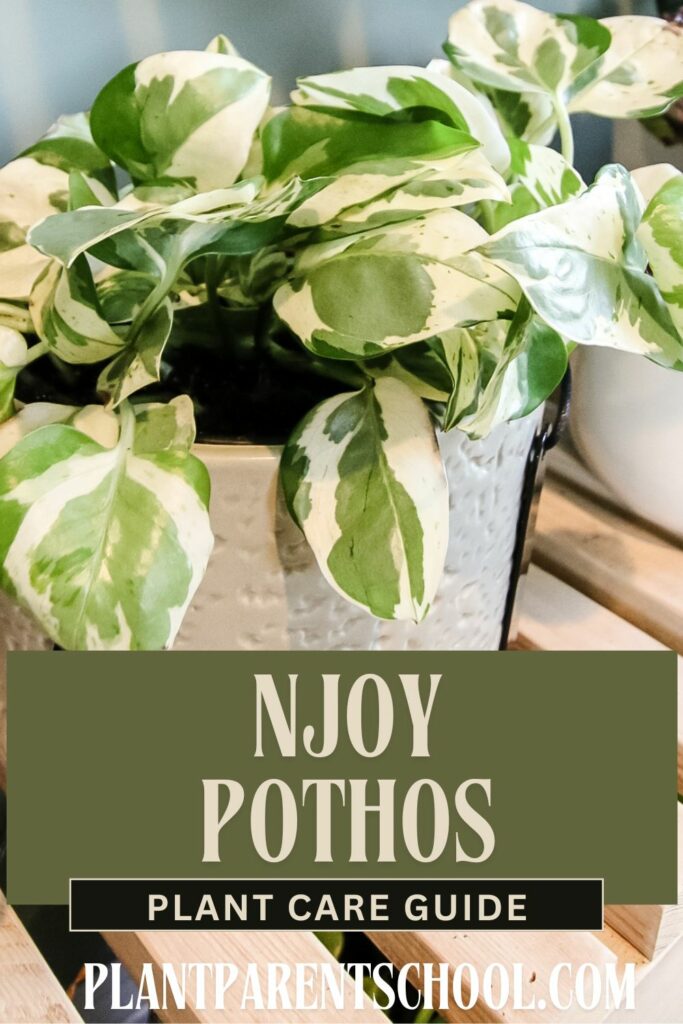 NJoy Pothos care guide