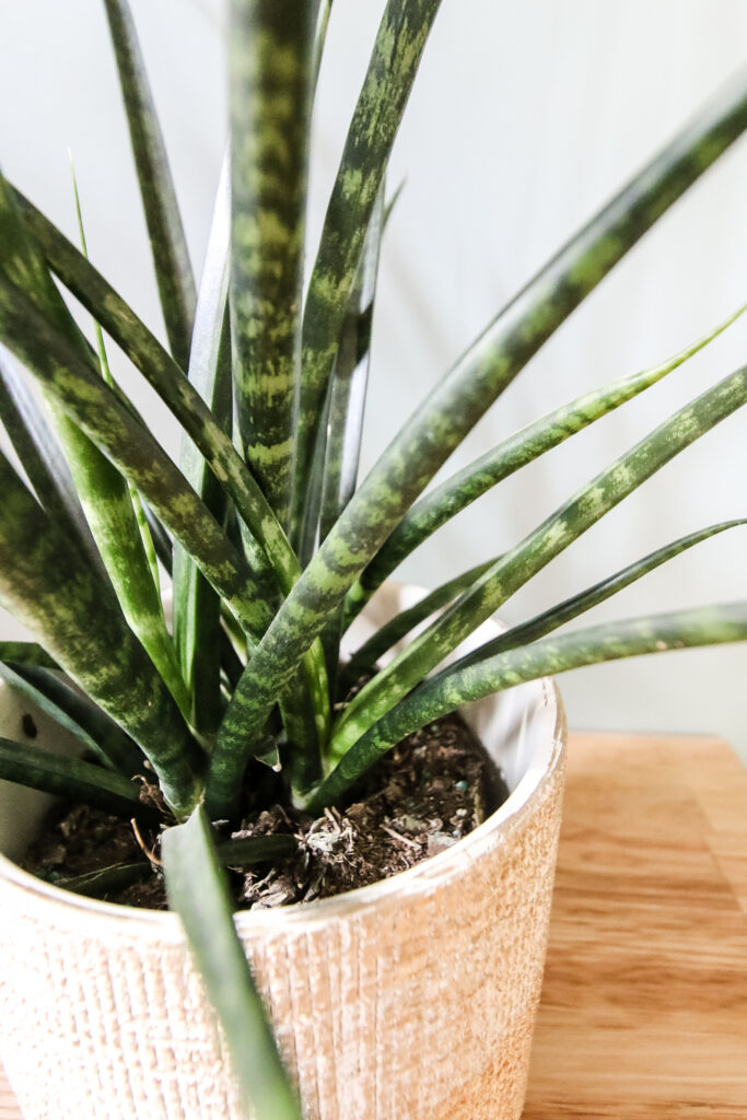 Sansevieria Fernwood