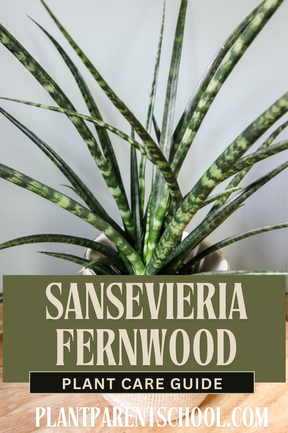 Sansevieria Fernwood care guide