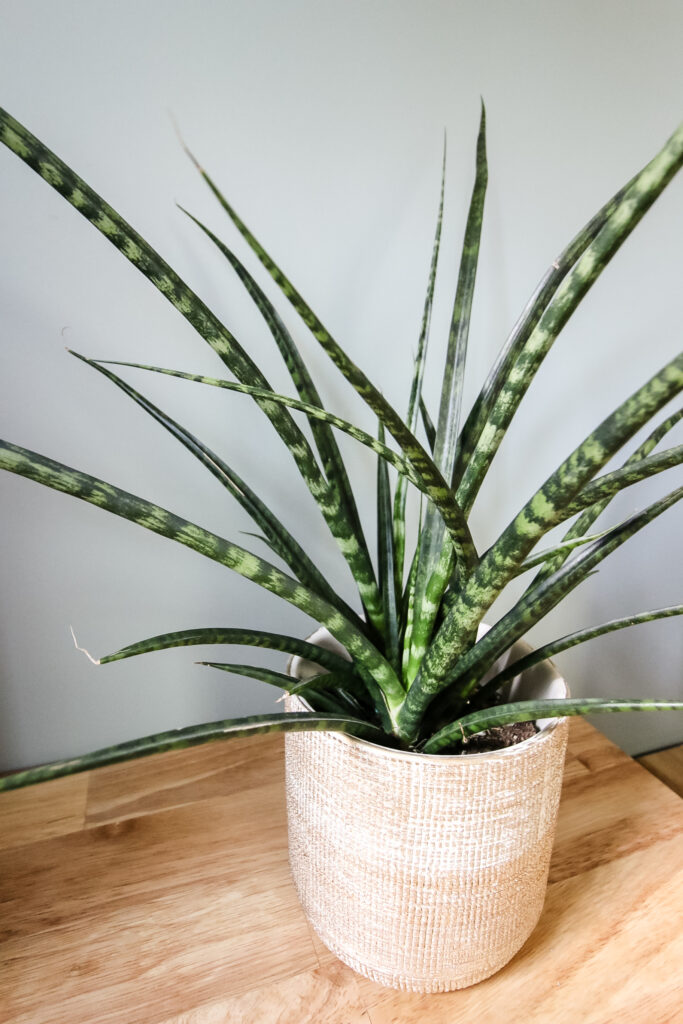 Sansevieria Fernwood