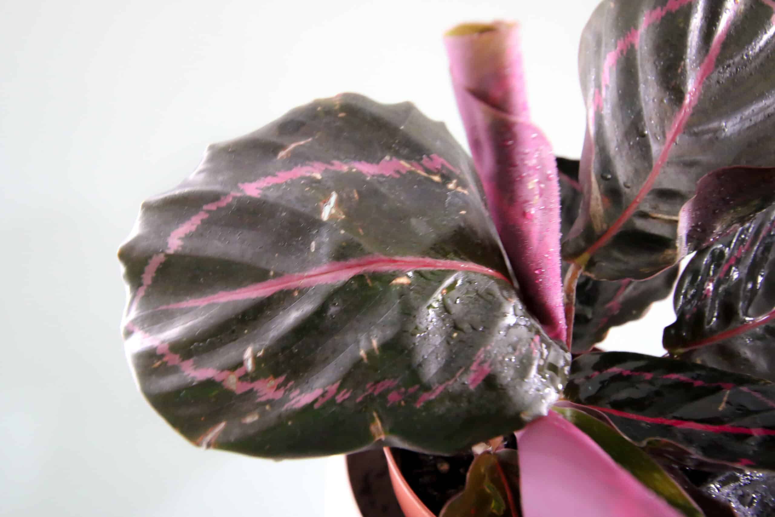 Calathea Roseopicta.