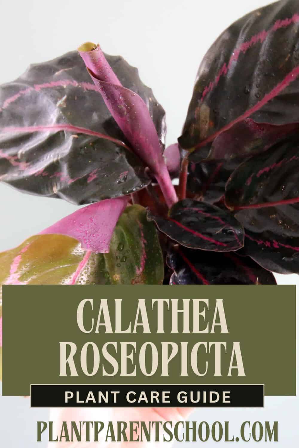 Calathea Roseopicta Care Guide