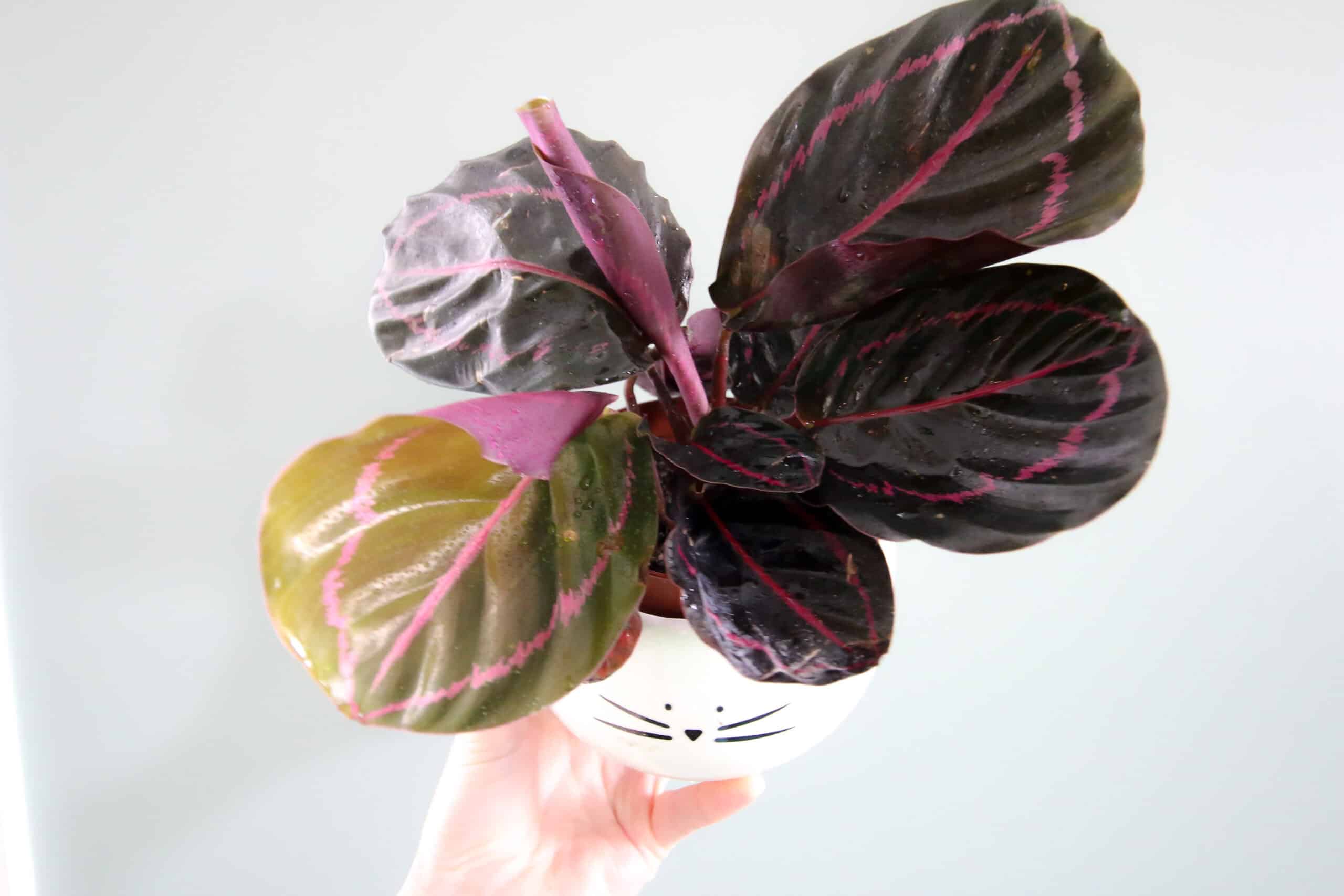 Calathea Roseopicta.