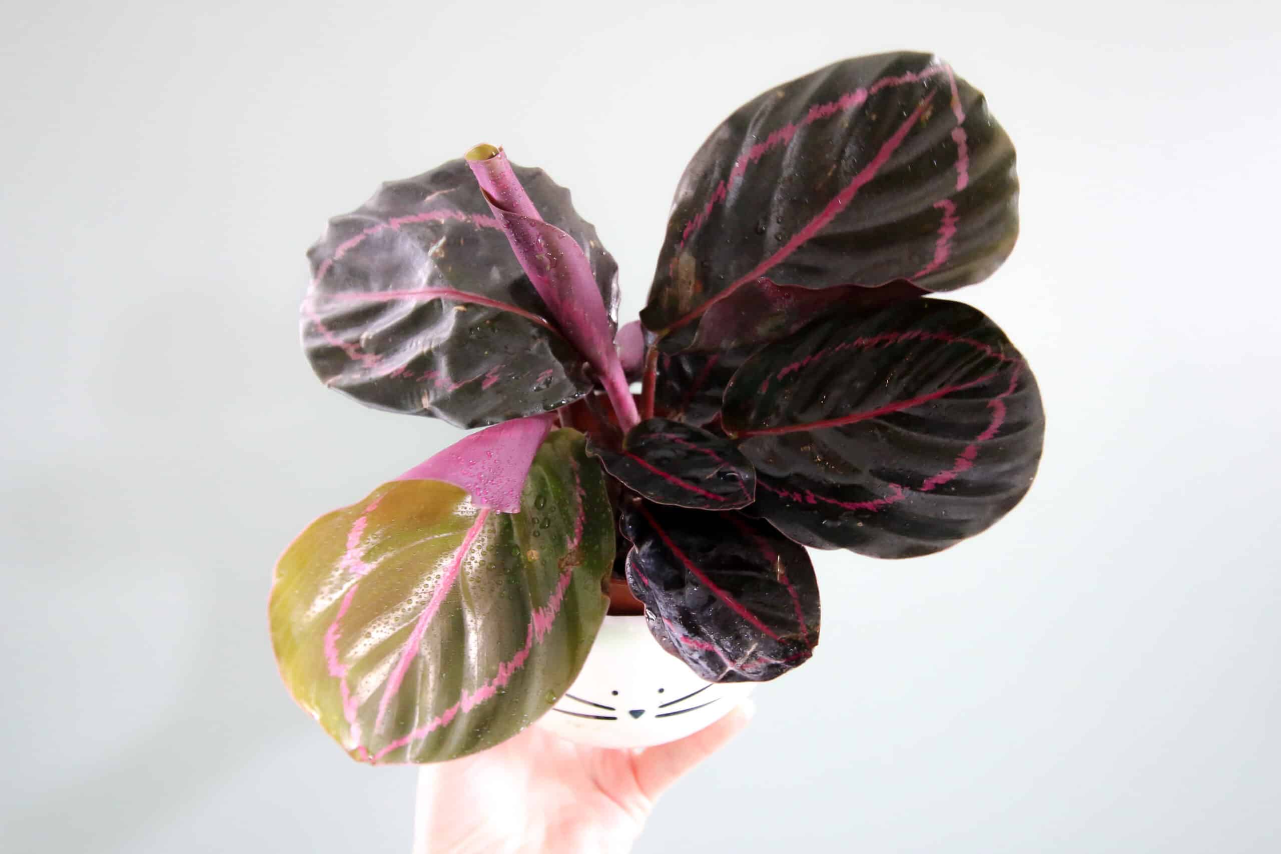 Calathea Roseopicta.