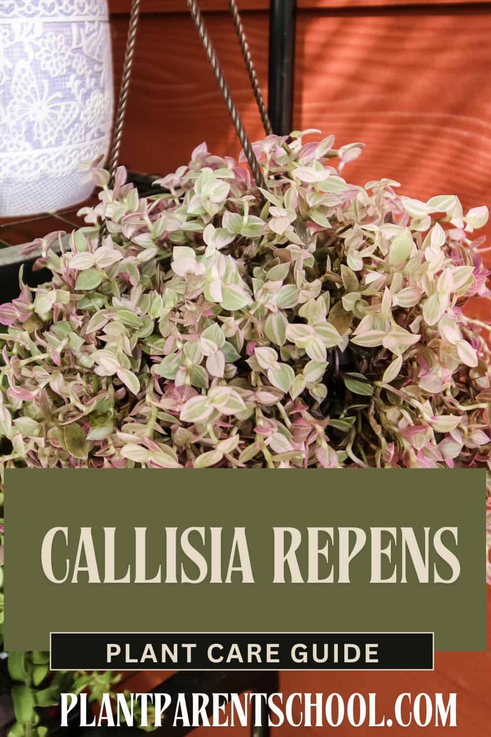 Callisia repens plant care guide