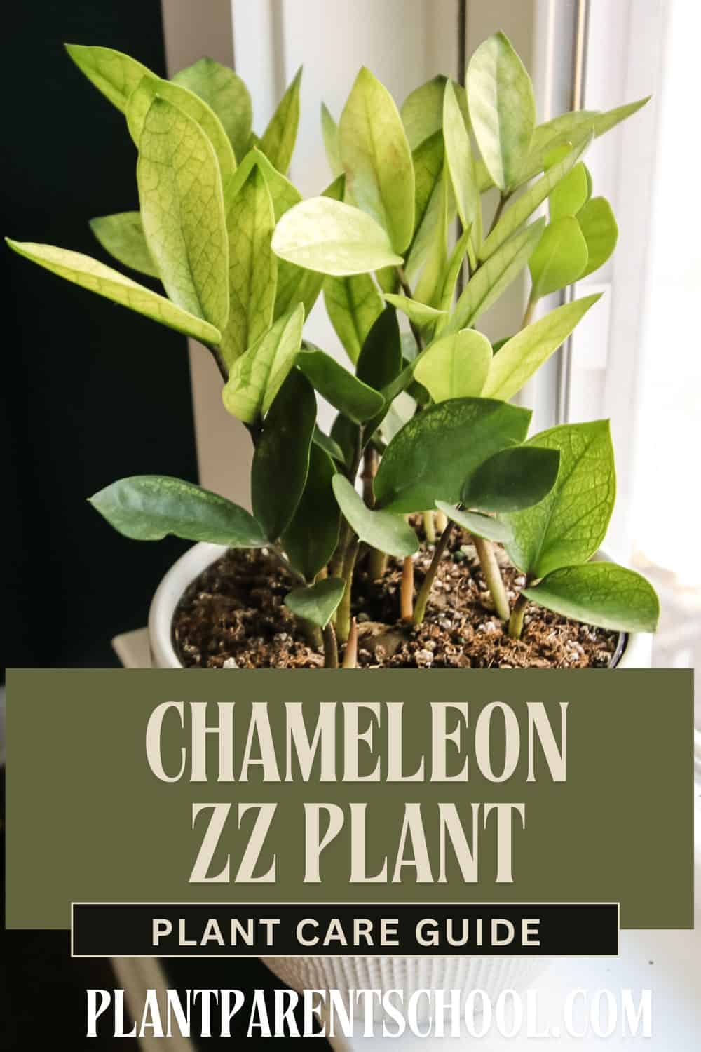 Chameleon ZZ Plant Care Guide