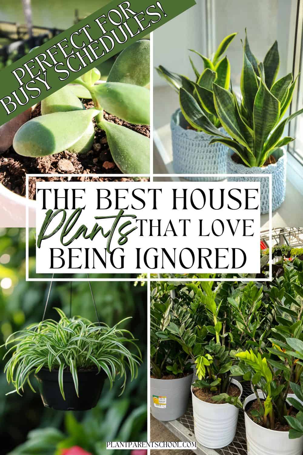 7 Houseplants That Love Being Ignored—Perfect for Busy Schedules!