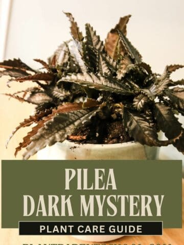 Pilea Dark Mystery